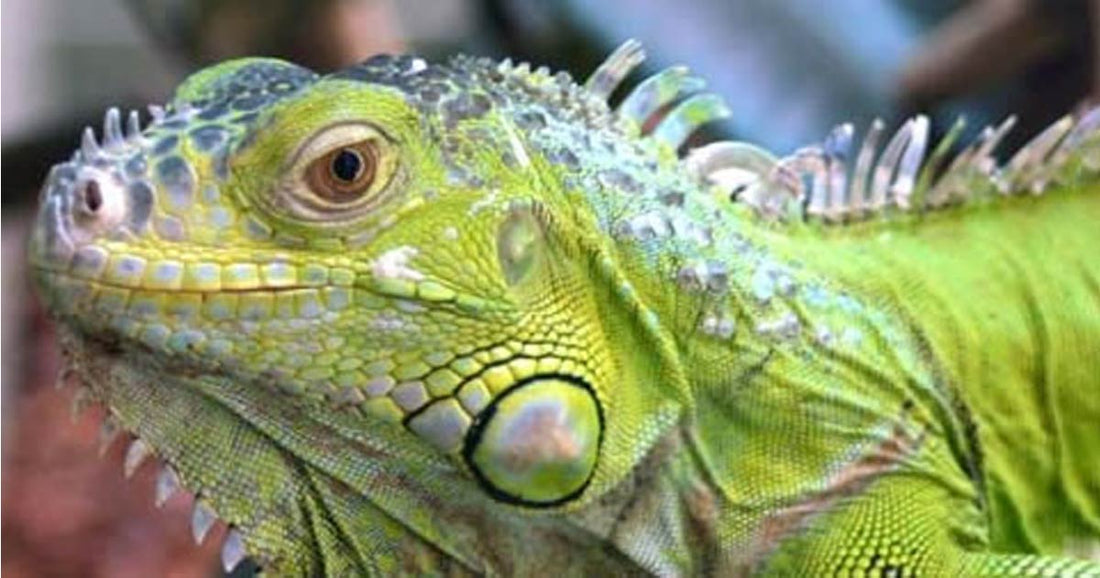 Turn The Odd Iguana Into Repeat Sales